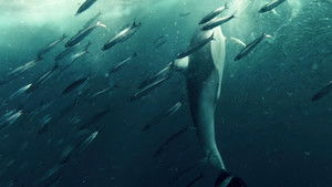 Inside the Enchanted Waterways