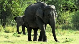 Ingenious Animals