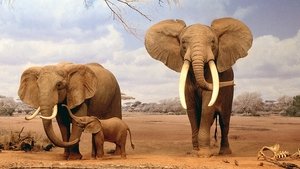 Ivory. A Crime Story