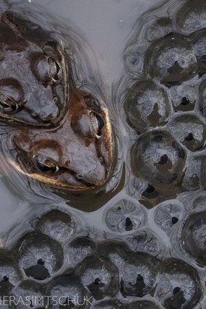 Friends of the Frogpool Lane