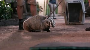 Badger in Training