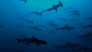 Sharkwater Extinction (2018) HD 1080p Latino