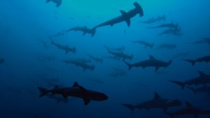 Sharkwater Extinction