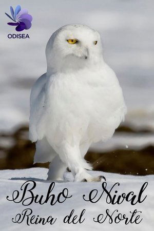 Poster Snowy Owl, queen of the North 2012