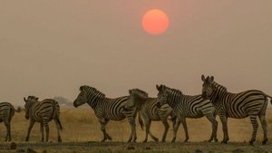 Our Wild Adventures Africa