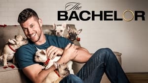 poster The Bachelor