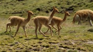 The Wild Andes