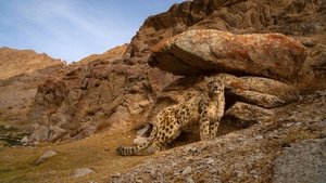 Wild Cats of India Big Cat Kingdom