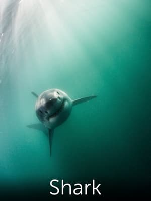 Image Shark: Beneath the Surface