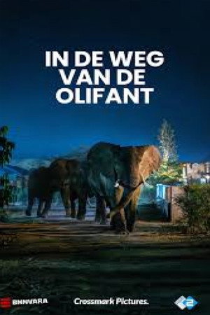 In de weg van de olifant