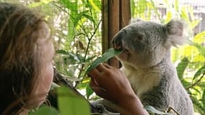 Izzy's Koala World Earning StormBoy's Trust