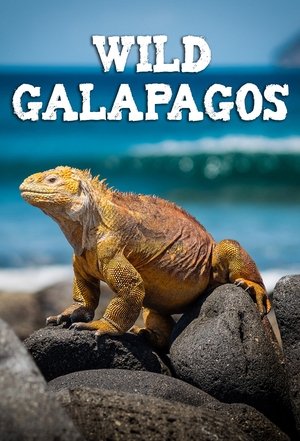 Poster Wild Galápagos 2017