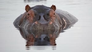 Hippopotames les architectes de l'Okavango