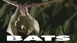 Predators of the Wild: Bats film complet