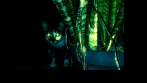 Being a Cat – GNW Cat