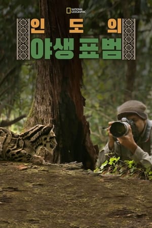 인도의 야생 표범