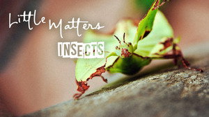 Little Matters: Insects