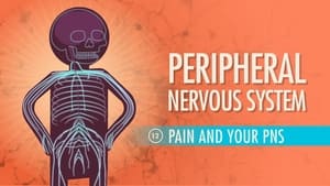 Crash Course Anatomy & Physiology Peripheral Nervous System