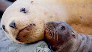 Growing Up Animal A Baby Sea Lion's Story