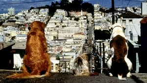 Volviendo a Casa 2: Perdidos en San Francisco (1996) [BR-RIP] [1080p/720p]