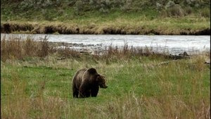 Treating COVID-19 Today, The Lincoln Project, Grizzlies