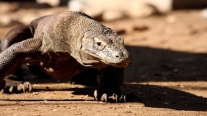 The Natural World–Komodo: The Deadly Bite