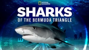 Sharks of the Bermuda Triangle