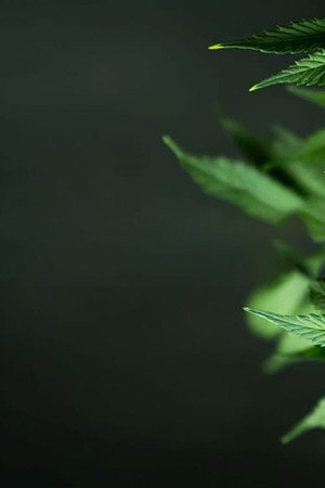 WEED 4: Pot Vs Pills 2