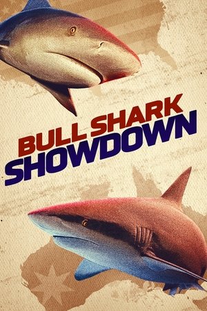 Bullshark Showdown