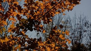 The Autumn Girl