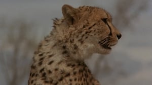 مشاهدة فيلم Cheetah 1989 مباشر اونلاين