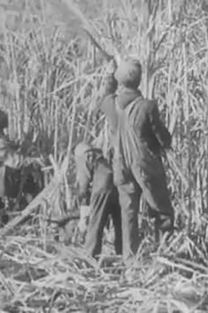 Cane Sugar (1939)