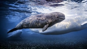 Secrets of the Whales Beluga Kingdom