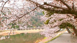 Core Kyoto Hanami: Kyoto's Cherry Viewing Festivities in the Spring