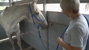 The Incredible Dr. Pol Beauty & the Bees