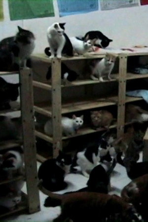 Pets' Republic of China