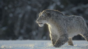 Prehistoric Planet Season 3 Episode 1