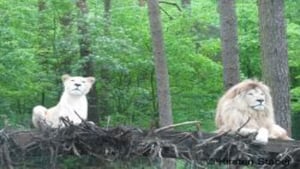 Die Weißen Löwen von Timbavati film complet