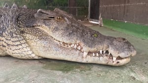 Secrets of the Zoo: Down Under Rin Tin Tooth Trouble