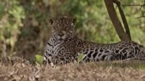 The Secret Lives Of Big Cats The Secret Lives of Jaguars