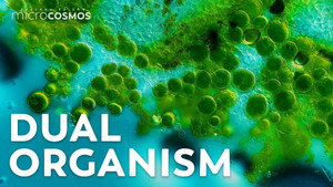 Lichen: The Mysterious Love Child of Fungi and Algae still
