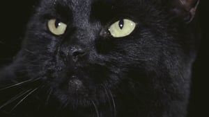 Black Cat: Gatto nero Online Lektor PL cda