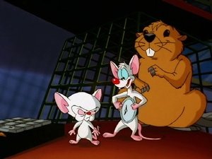 Pinky & der Brain: 3×1