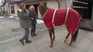 The Incredible Dr. Pol A Plague on Both Your Horses