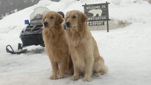 Snow Buddies