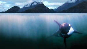 The Whale (2011)