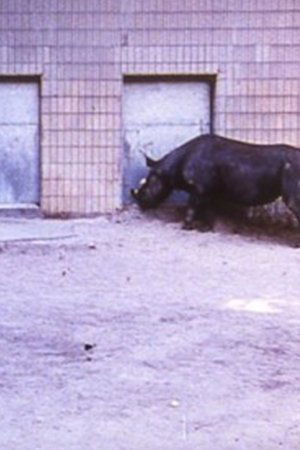 Rhinoceroses