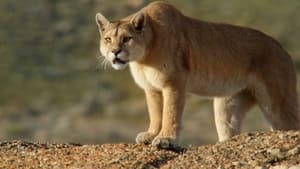 Pumas – In der Wildnis Patagoniens (2020)