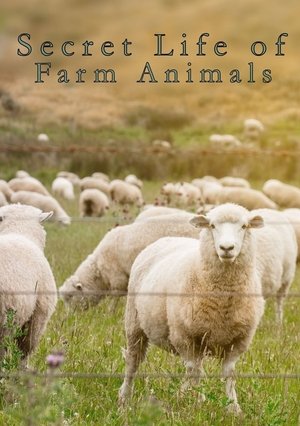 Image Secret Life of Farm Animals