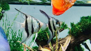 Ça vaut le coût: 6×15 {year} Online En Netflix